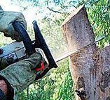 Best Tree and Shrub Care  in Centre, AL