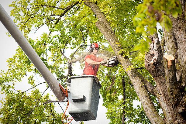 Best Emergency Tree Removal  in Centre, AL